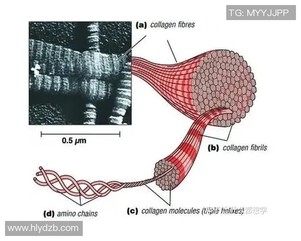 北京羽毛球队盯防策略解析及其在比赛中的应用与影响 北京羽毛球队盯防策略解析及其在比赛中的应用与影响
